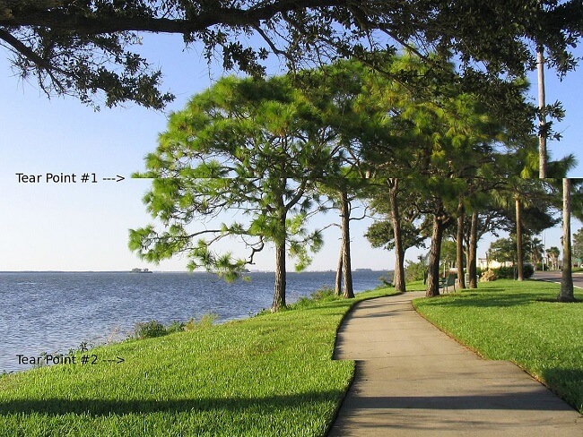 Image of trees near water suffering from screen tearing issues